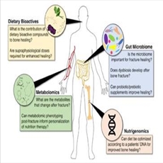 تاثیر وعده های غذایی در ترمیم طبیعی استخوان